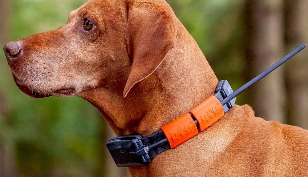 Un chien de chasse portant un collier GPS