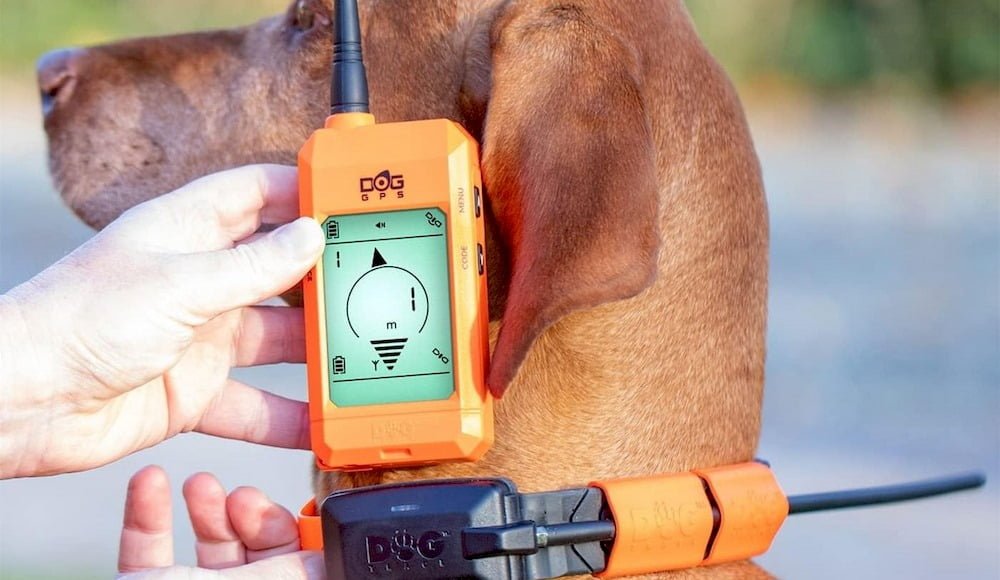 Un chien portant un collier GPS sans abonnement