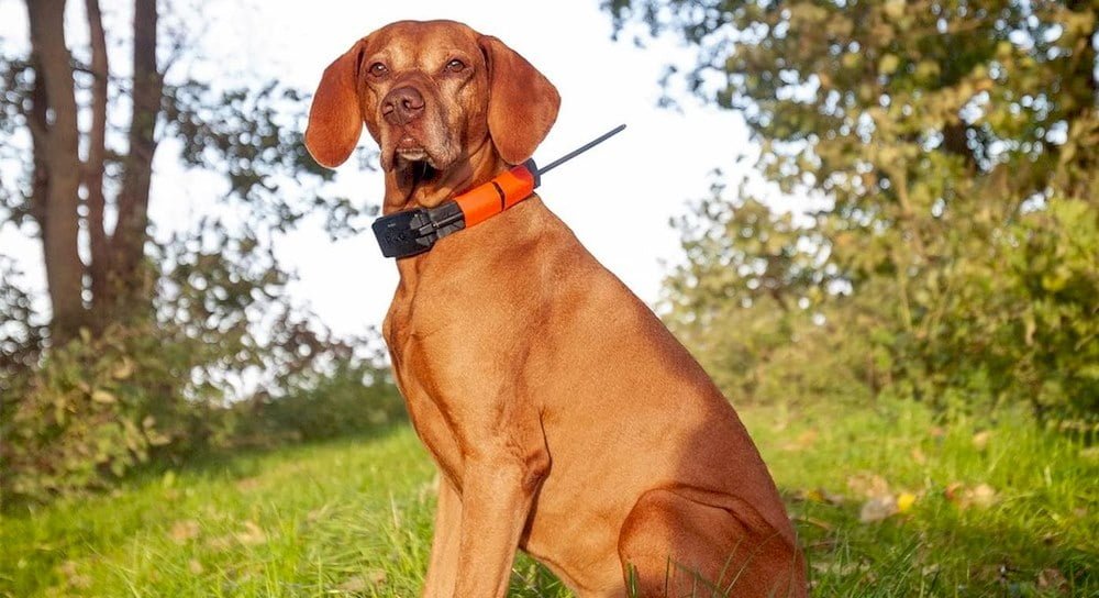 Un chien portant un collier GPS sans abonnement