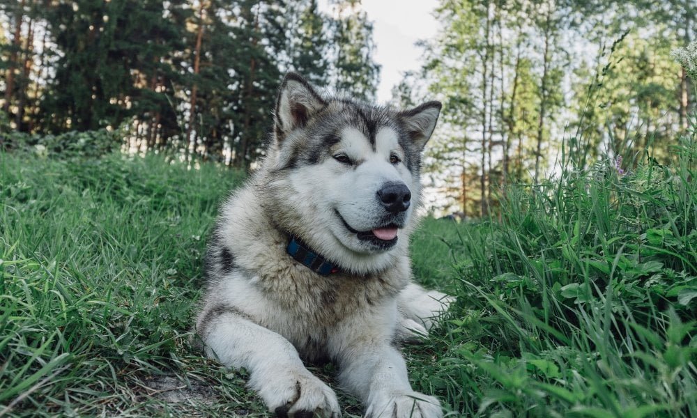 Un chien portant un collier GPS sans abonnement