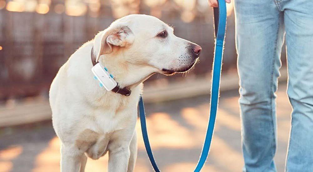 Un chien portant un collier GPS sans abonnement