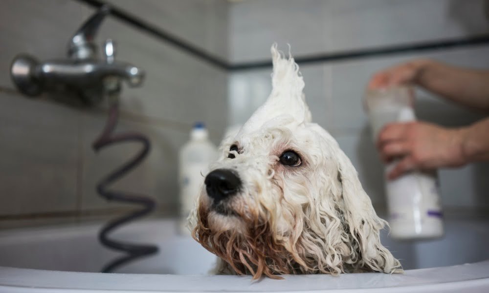 Quelqu'un lavant son chien avec du shampoing