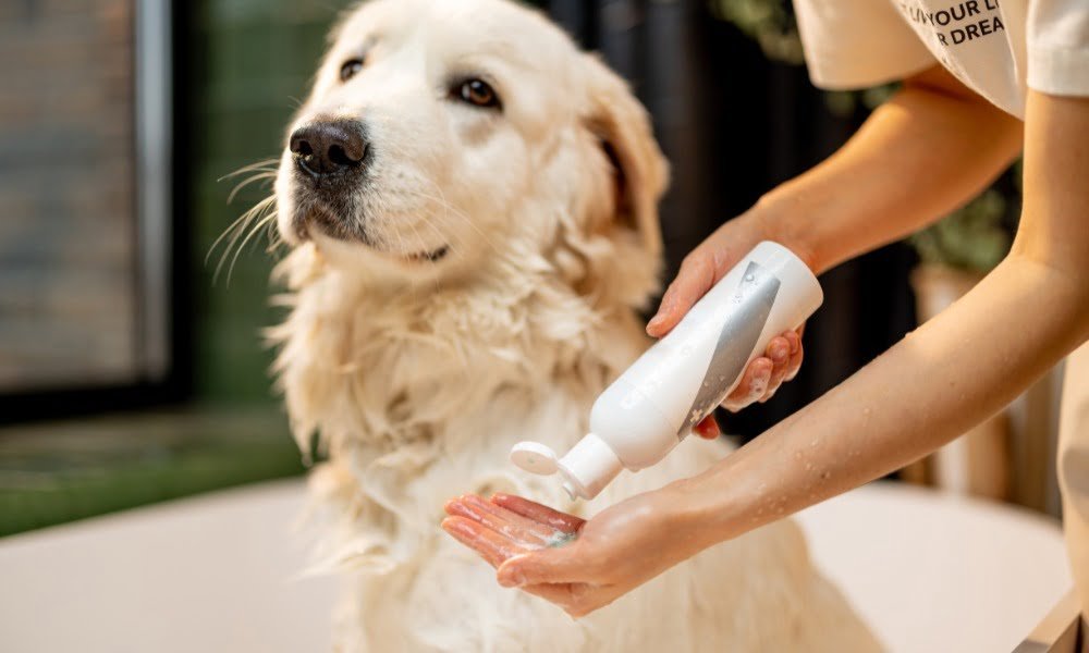 Quelqu'un lavant son chien avec du shampoing