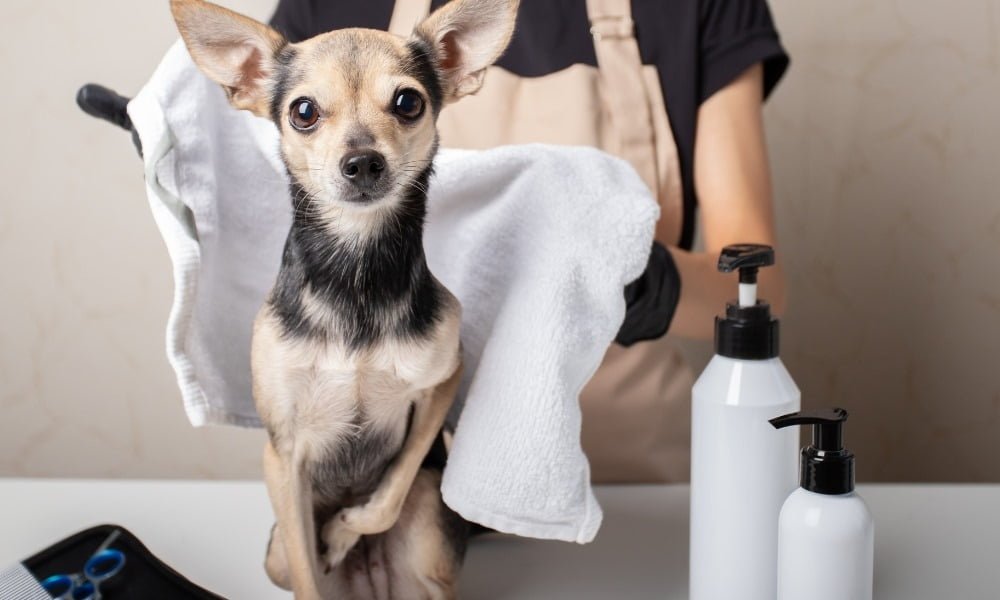 Un chien avec deux boites de shampoing