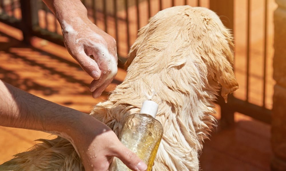 Quelqu'un lavant son chien avec du shampoing