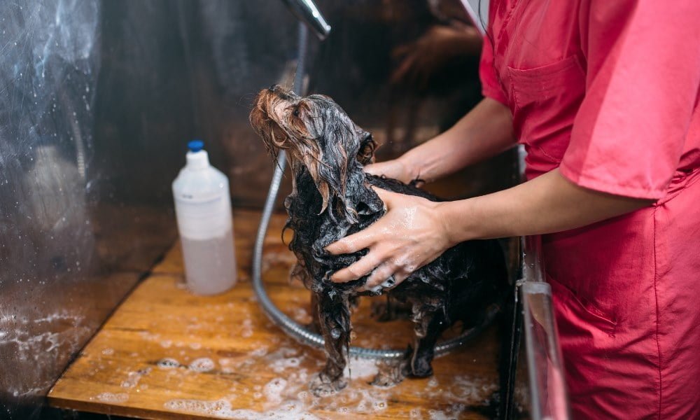 Quelqu'un lavant son chien avec du shampoing