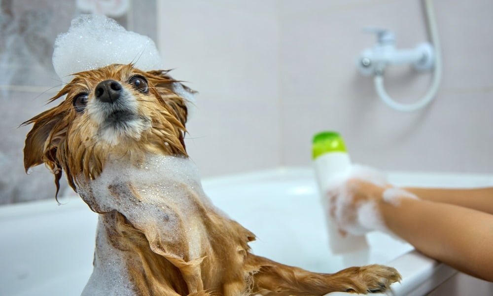 Quelqu'un lavant son chien avec du shampoing