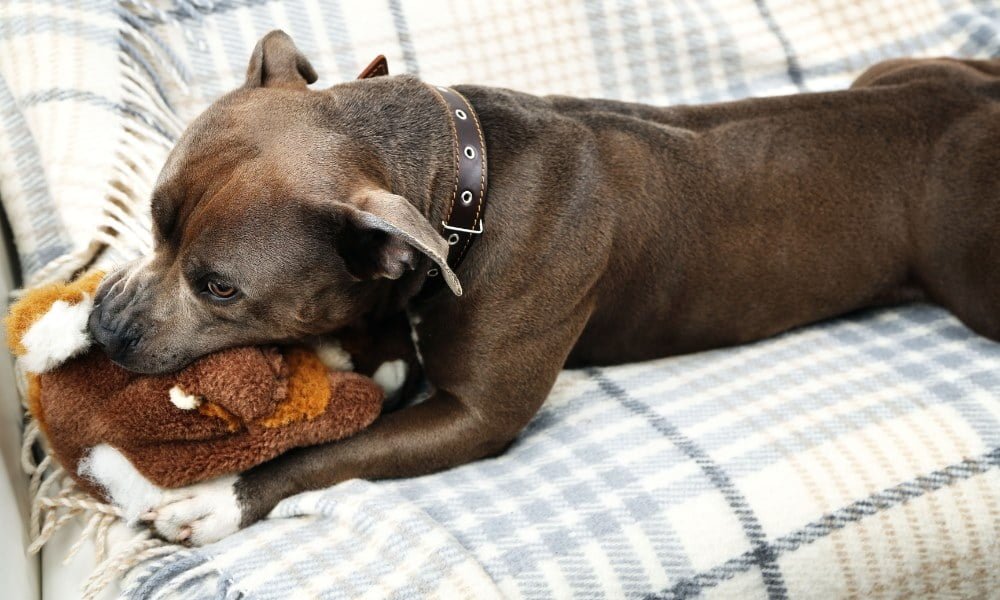 Un chien avec une peluche