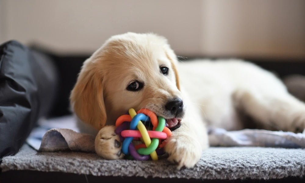 Un chien mâchant un jouet