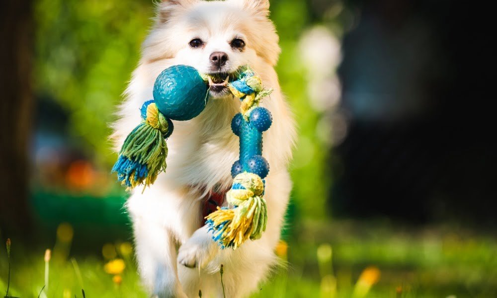 Un chien avec un jouet à mâcher