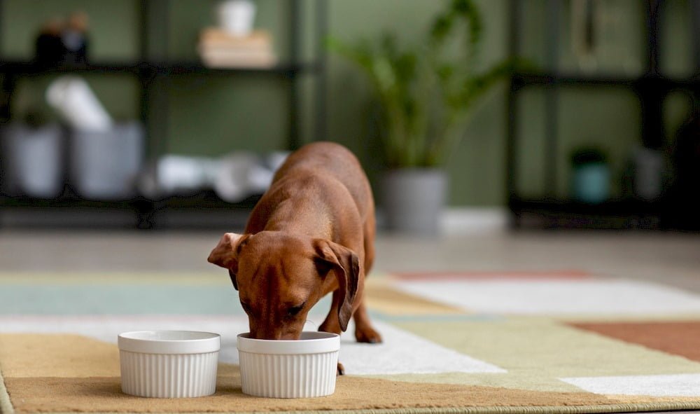 Un chien mangeant sa nourriture