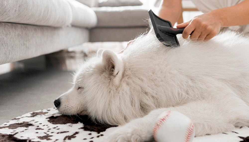 Quelqu'un brossant son chien