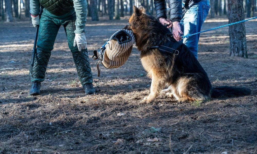 Un berger allemand portant un harnais