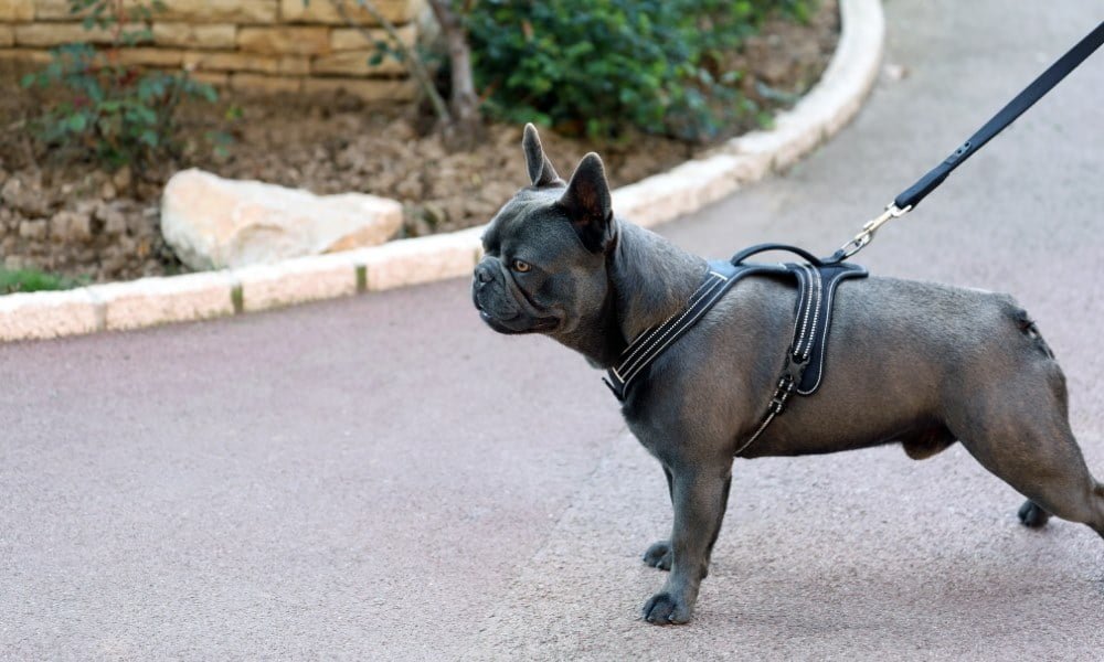 Un bouledogue français portant un harnais