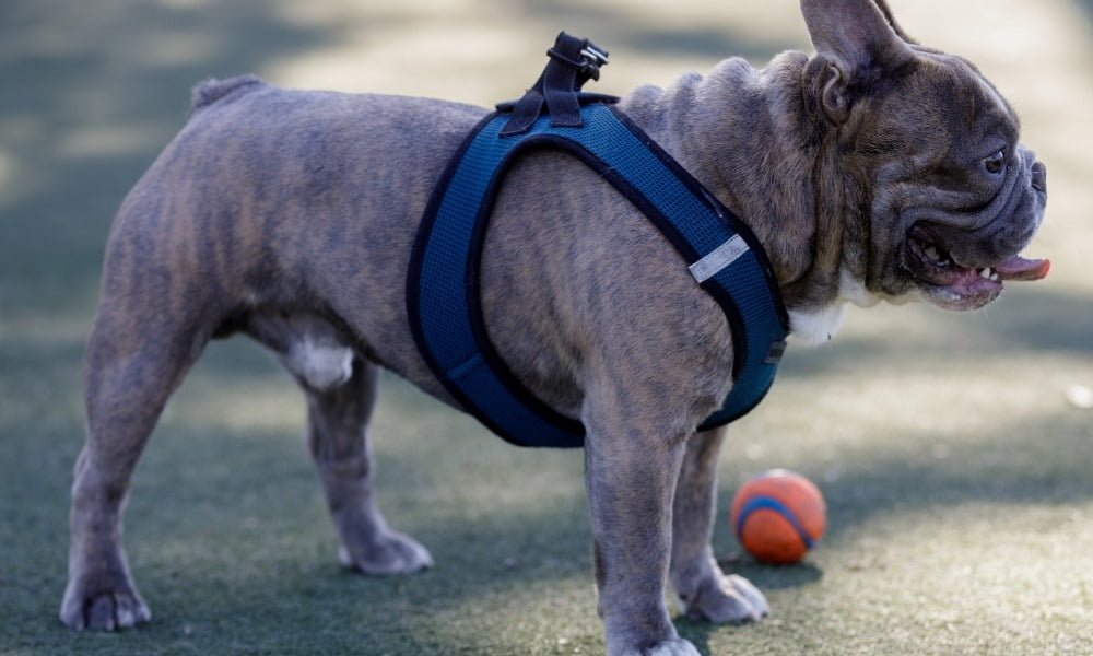 Un bouledogue français portant un harnais