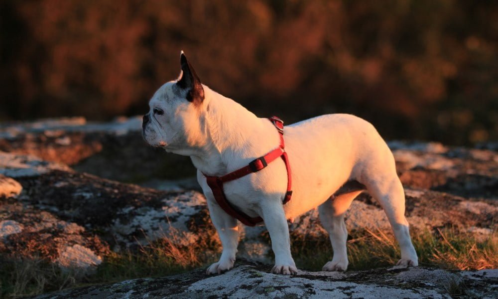 Un bouledogue français portant un harnais