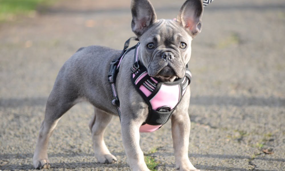 Un bouledogue français portant un harnais