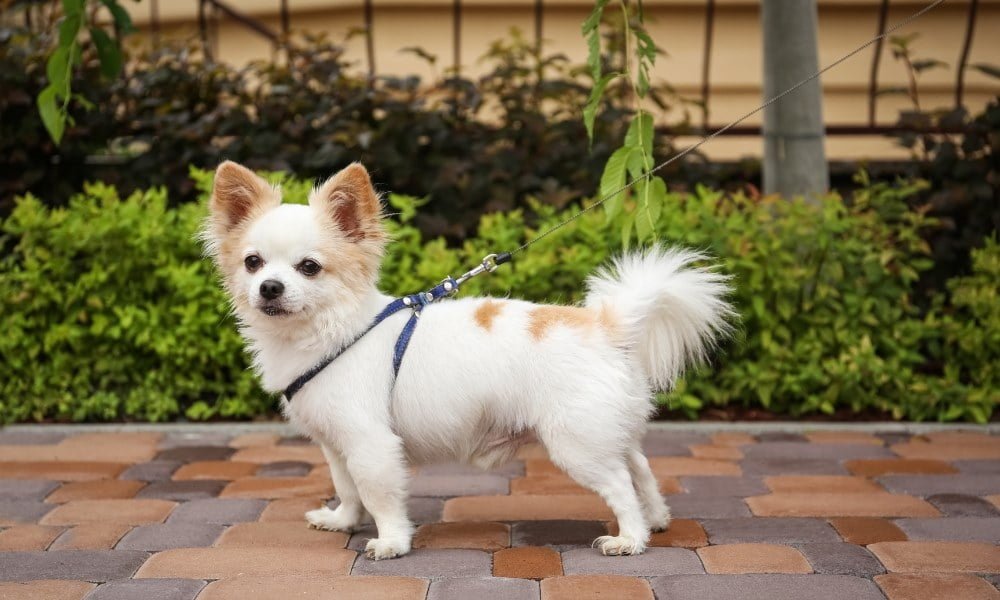 Un chihuahua portant un harnais