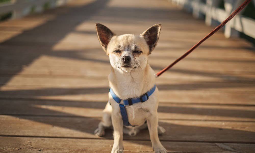 Un chihuahua portant un harnais