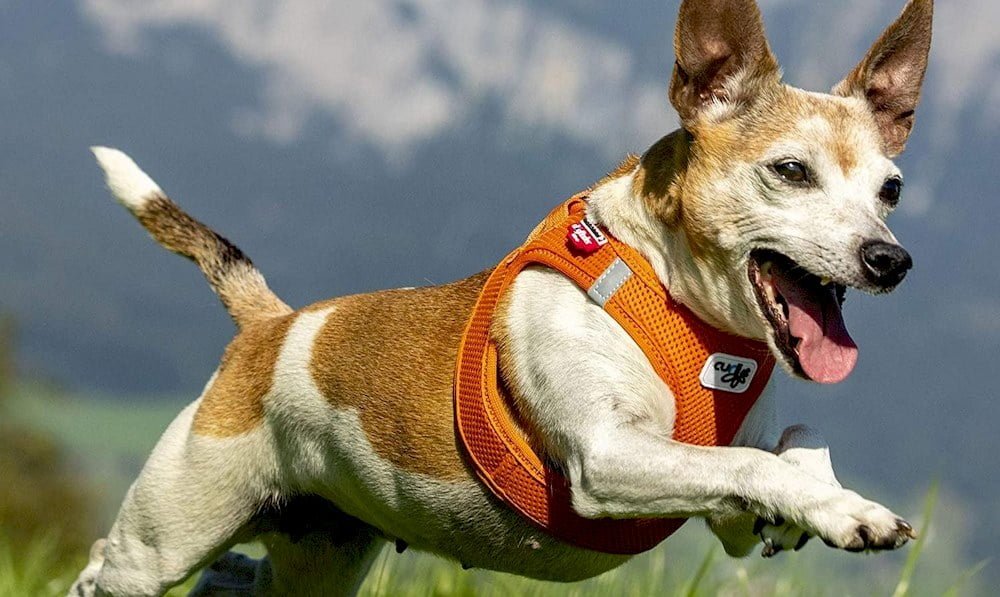 Un chien portant un harnais de marque Curli