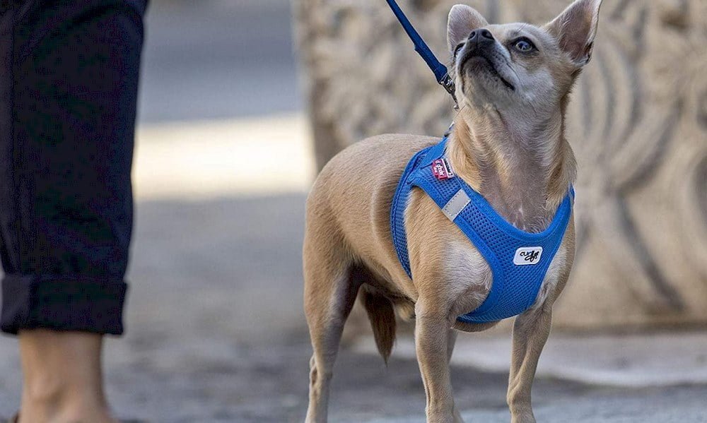 Un chien portant un harnais de marque Curli