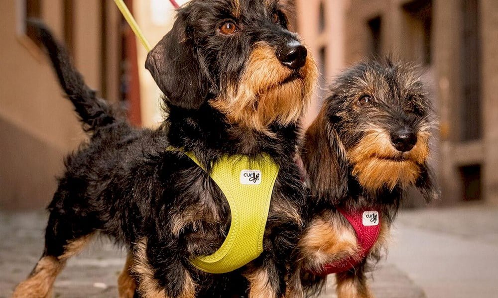 Deux chiens avec harnais de marque Curli