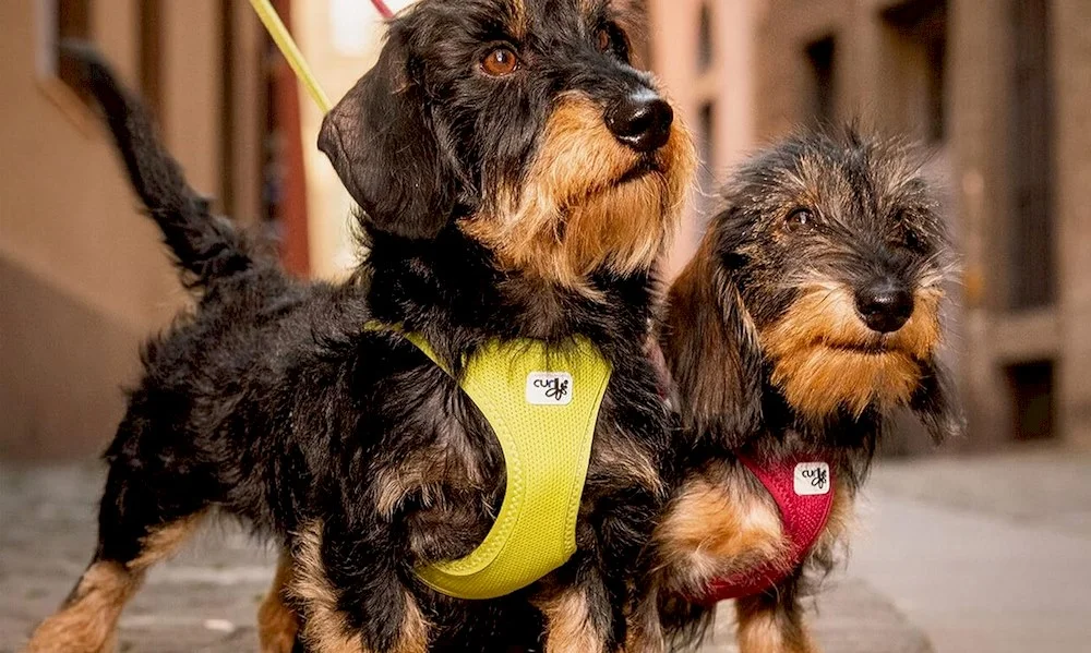 Deux chiens avec harnais de marque Curli