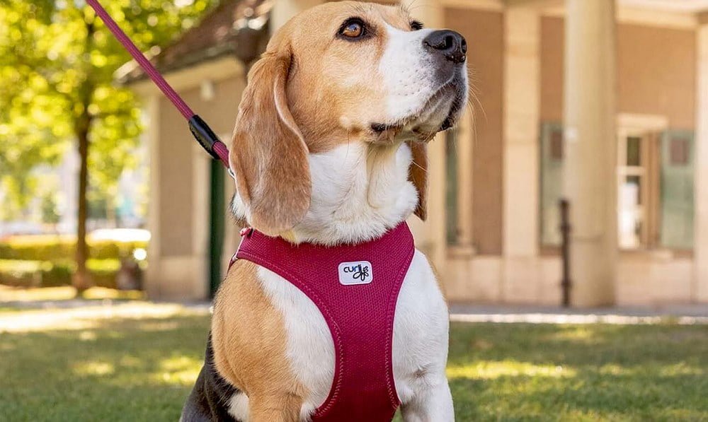 Un chien portant un harnais de marque Curli