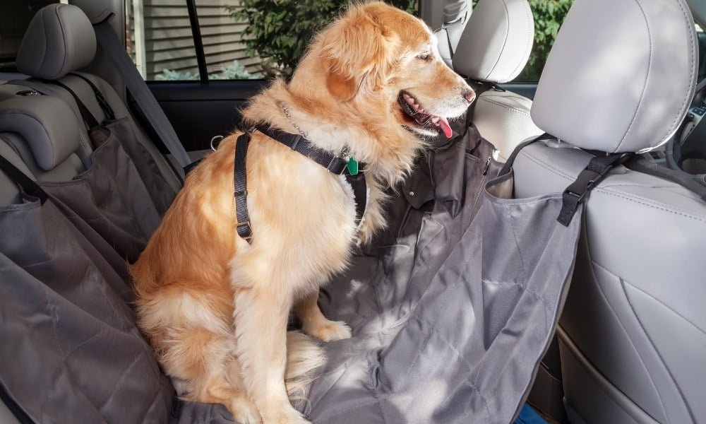 Un Golden Retriever avec harnais