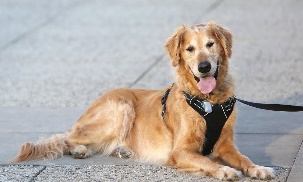 Un Golden Retriever avec harnais