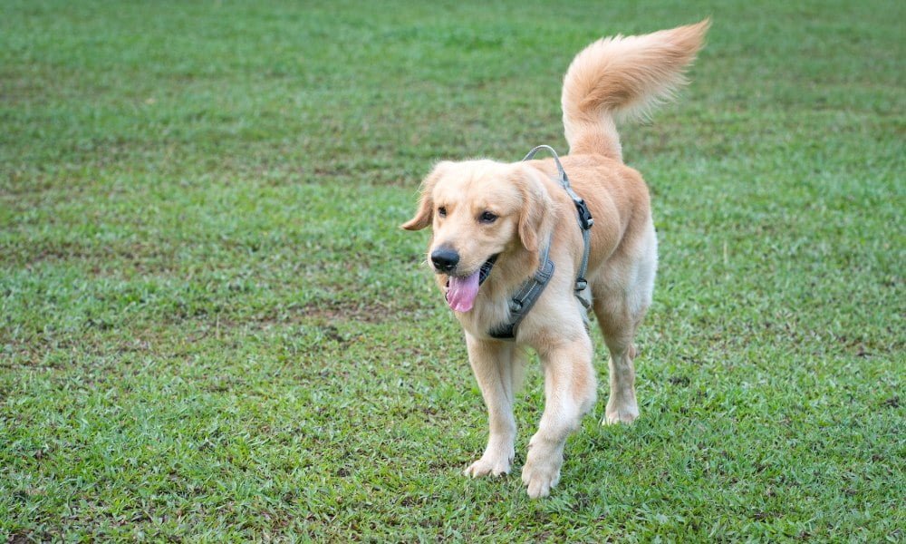 Un Golden Retriever avec harnais