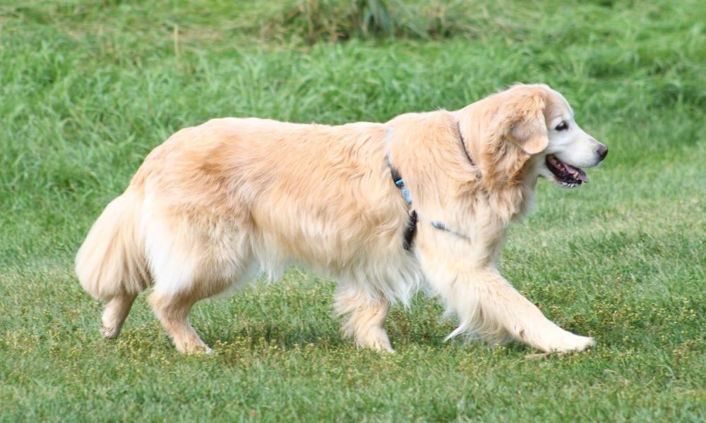 Un Golden Retriever avec harnais