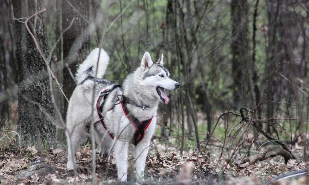 Un husky portant un harnais