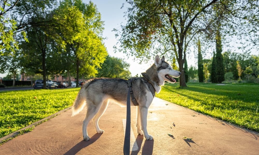 Un husky portant un harnais