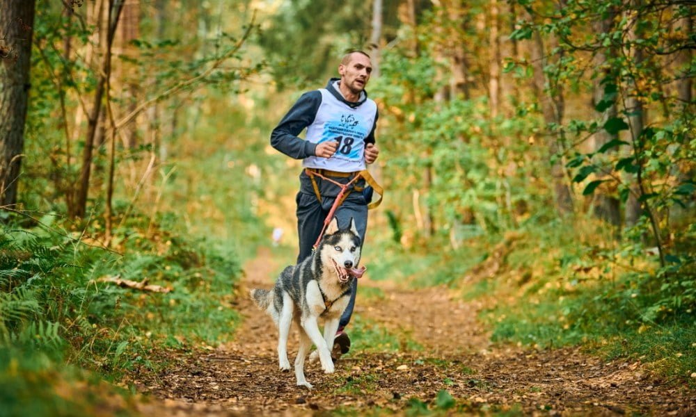 Un husky portant un harnais court avec son maître