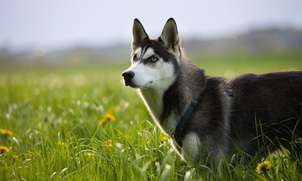 Un husky portant un harnais