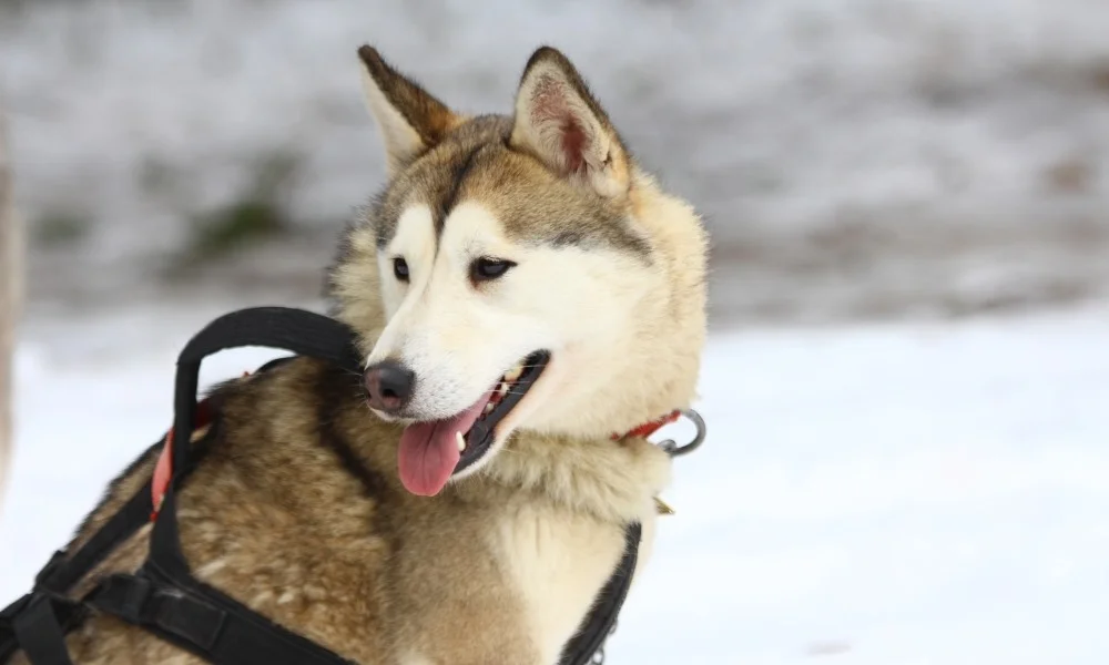 Un husky portant un harnais