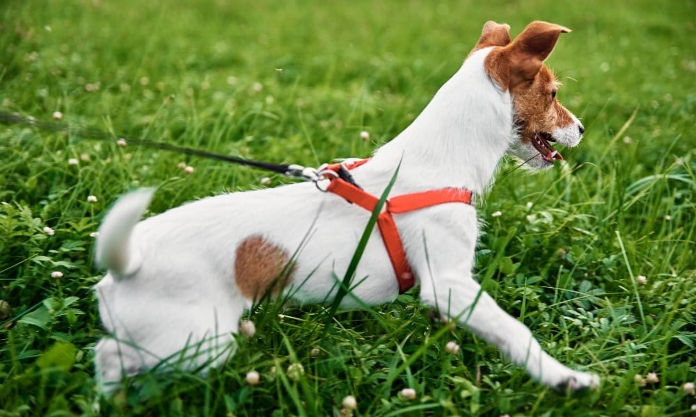 Un Jack Russel portant un harnais