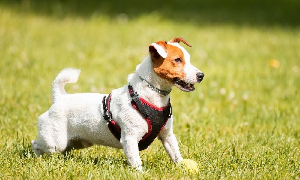 Un Jack Russel portant un harnais