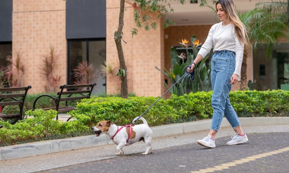 Une femme avec un Jack Russel portant un harnais