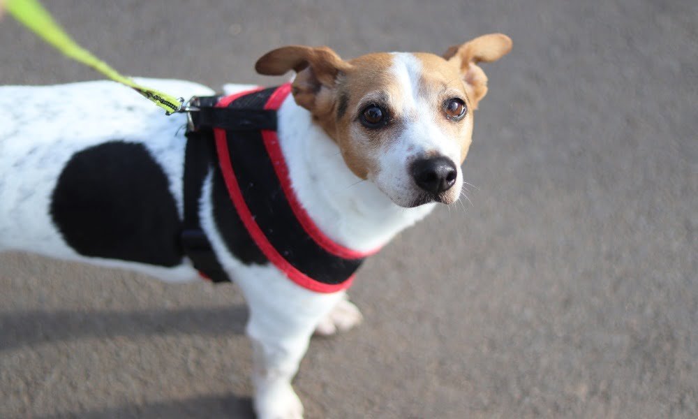 Un Jack Russel portant un harnais