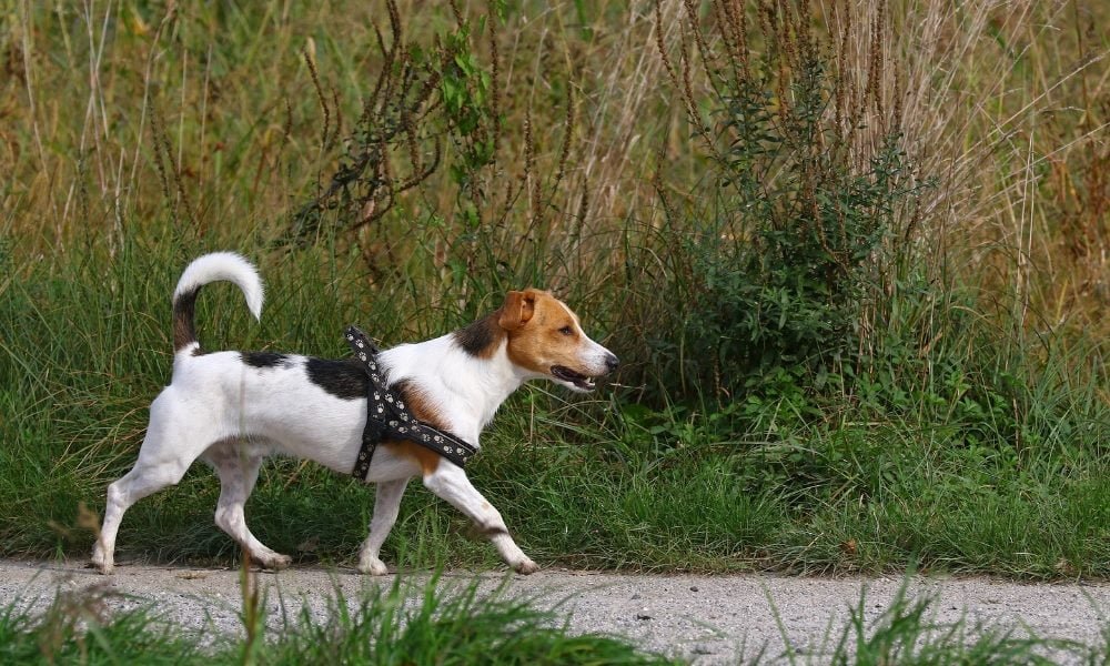 Un Jack Russel portant un harnais