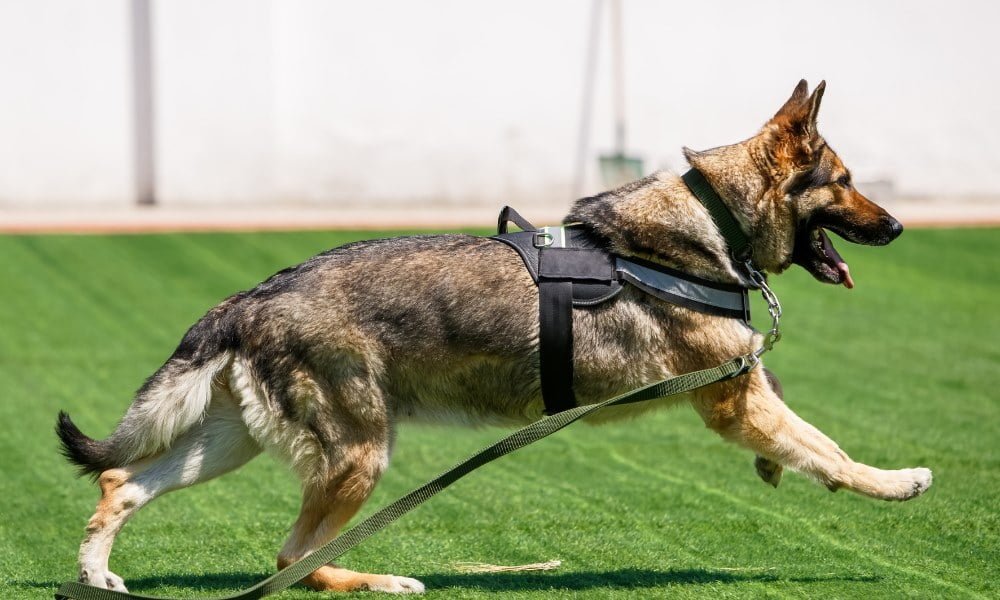 Un malinois portant un harnais