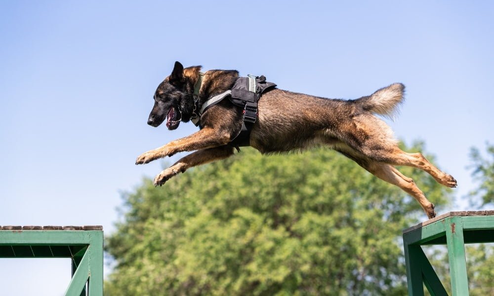 Un malinois portant un harnais