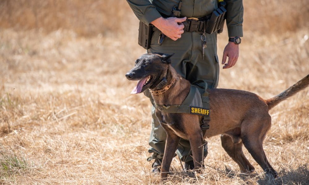 Un homme avec un malinois portant un harnais