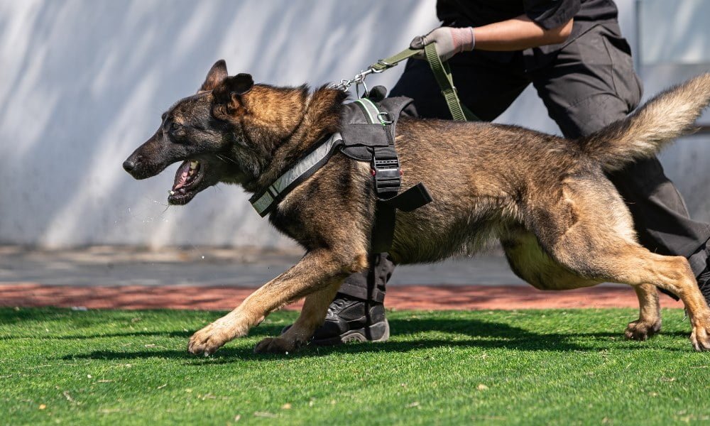 Un malinois portant un harnais