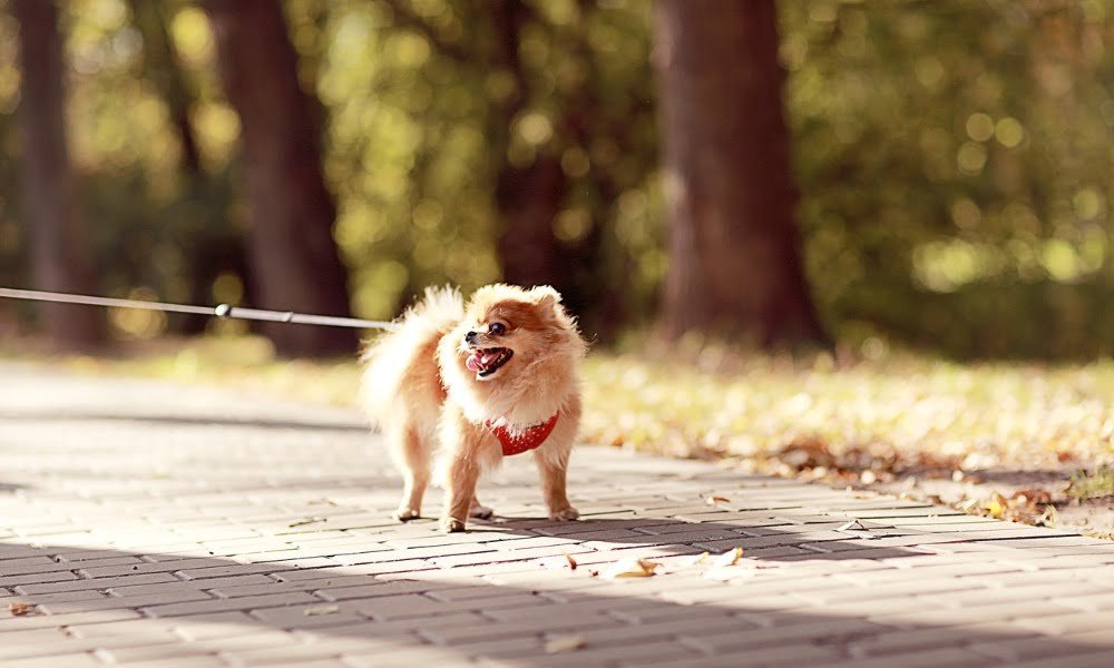 Un Spitz Nain portant un harnais