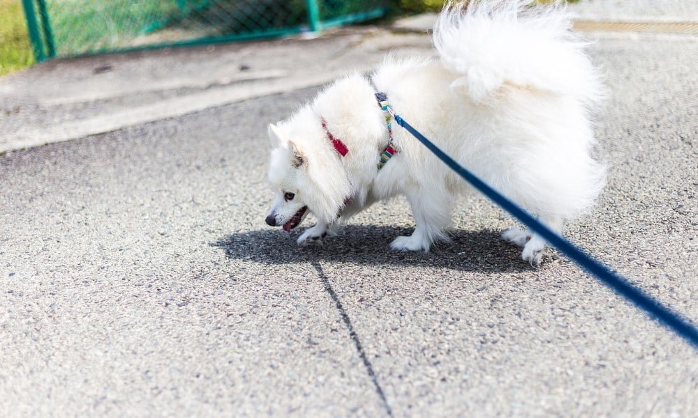 Un Spitz Nain portant un harnais