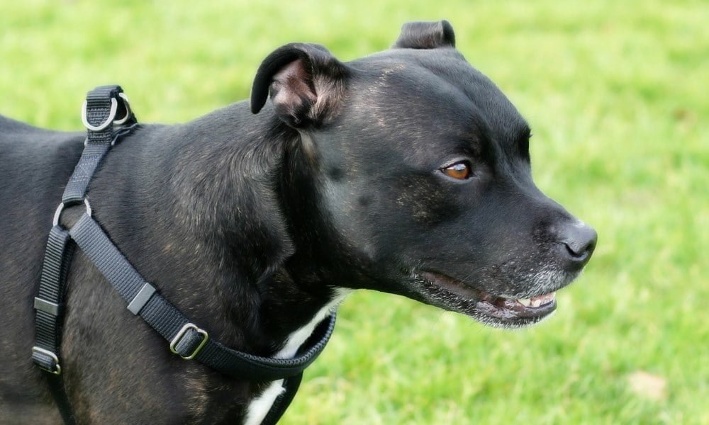 Un Staffie portant un harnais