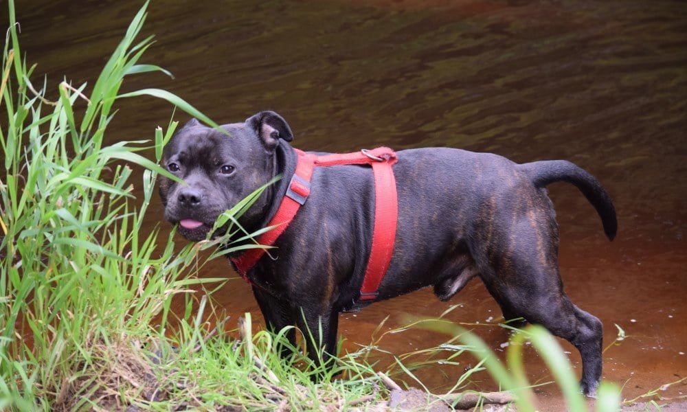 Un Staffie portant un harnais